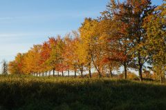 treeline-from-east-of-barn